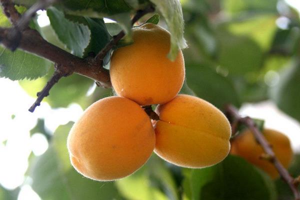 Buy New delicious Chinese harcot apricot + great price
