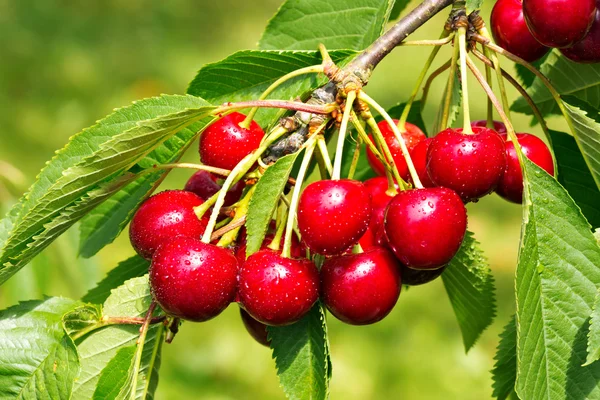 Morello Cherry seeds | The purchase price, usage, Uses and properties