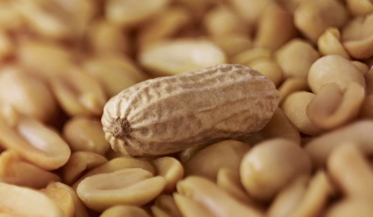 eating peanuts during pregnancy lowers allergy risk in kids