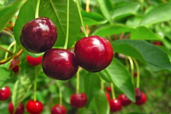 Introduction of Stella Cherry Tree + Best buy price