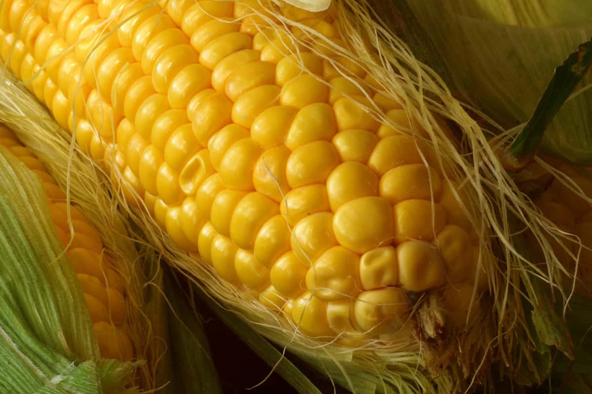 Price corn seeds + Wholesale buying and selling