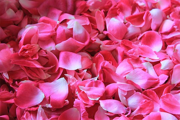 The best price for buying Fake Rose Petals