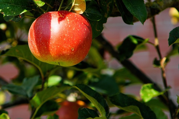 Apple tree history facts since before recorded history + fun facts