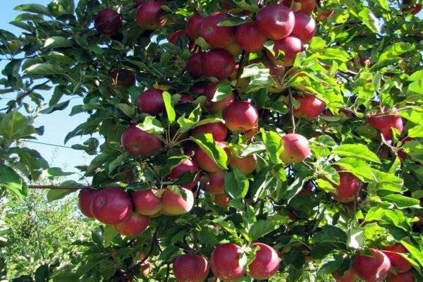 Fuji apple tree care