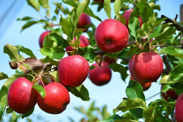Price Baldwin apples + Wholesale buying and selling