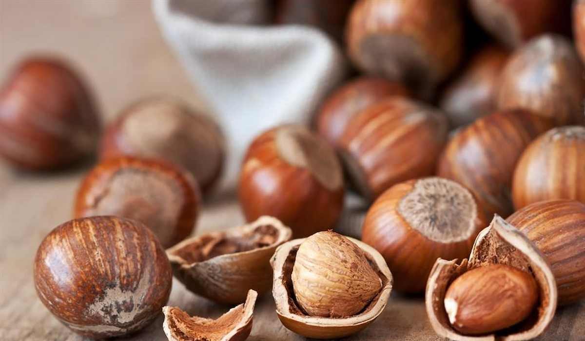 Buy and Price of Hazelnut Kernels Shell Nuts