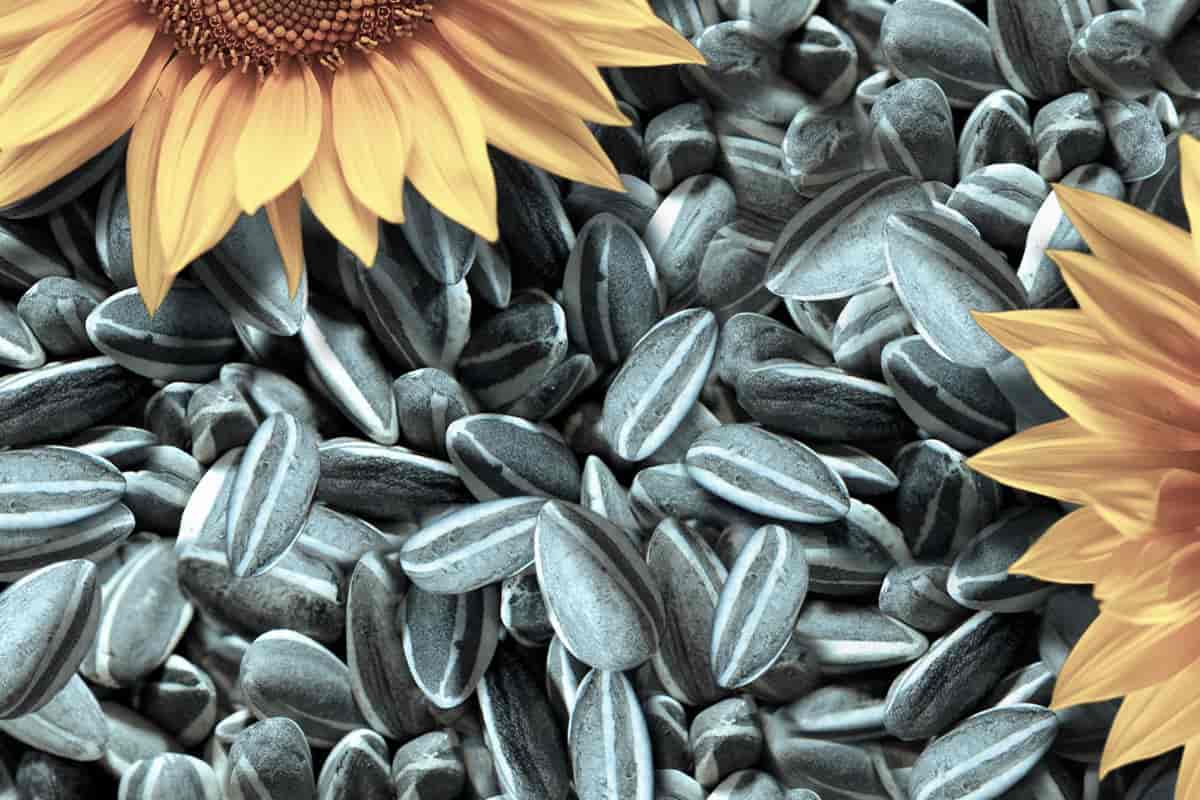 sunflower seed wholesale buy