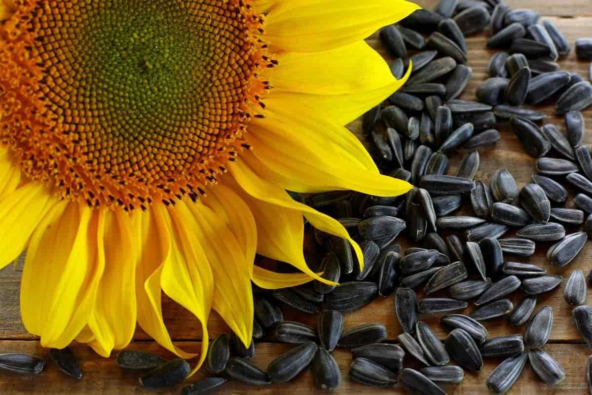 Sunflower seed bulk buy| buy at a cheap price