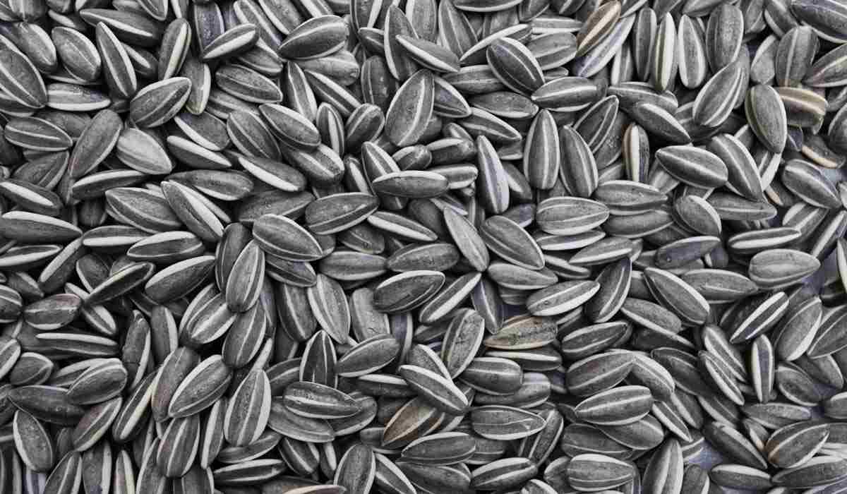 Price of BIGS sunflower seeds + Major production distribution of the factory