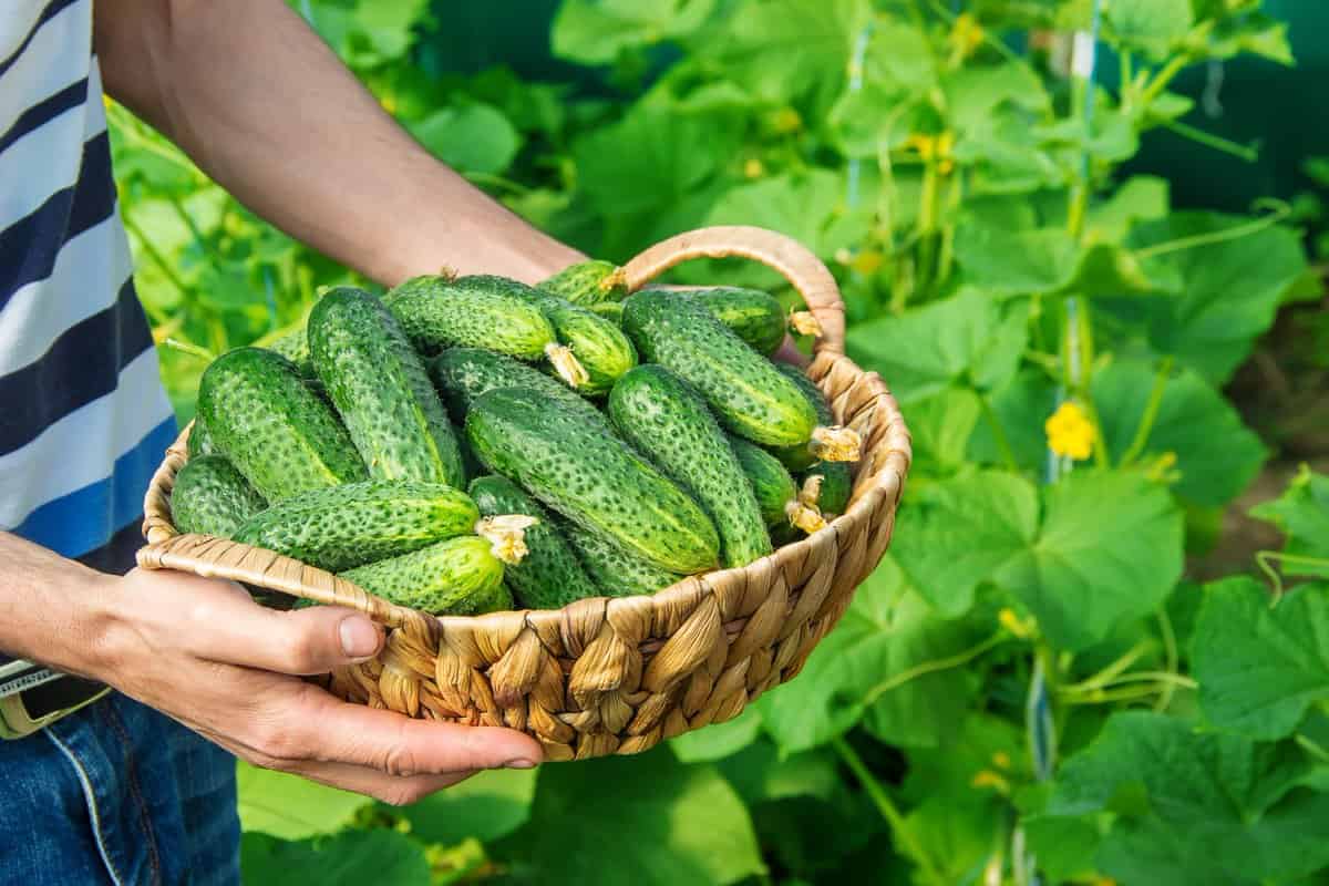 Buy all kinds of Greenhouse cucumber at the best price