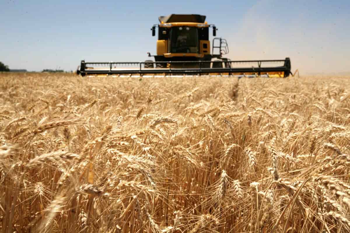 Smart Production of Wheat in the UK