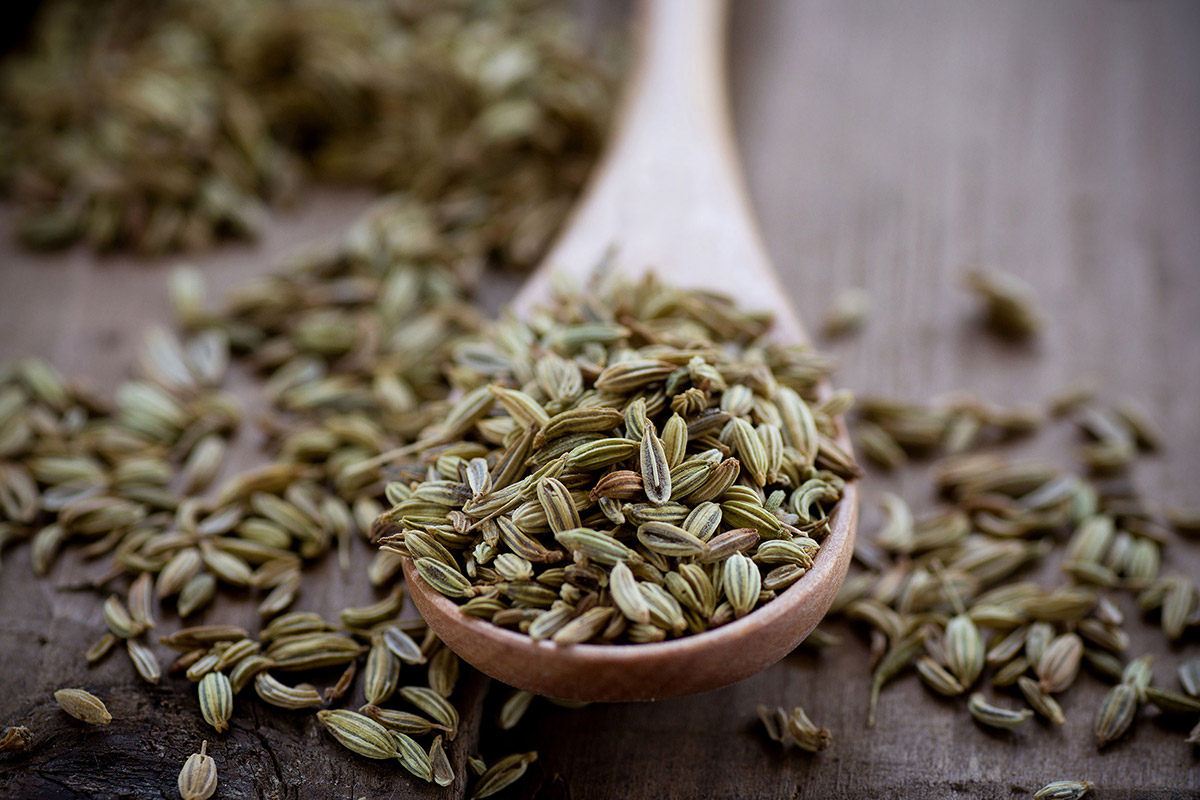 Buy the best types of Fennel Seeds at a cheap price