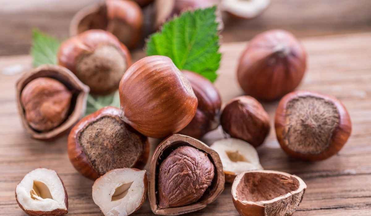 Buy All Kinds of Hazelnut Kernels Nuts + Price