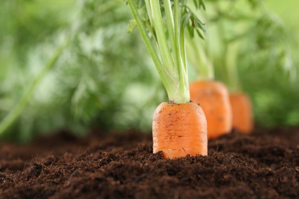 Buy Organic Baby Carrots + great price