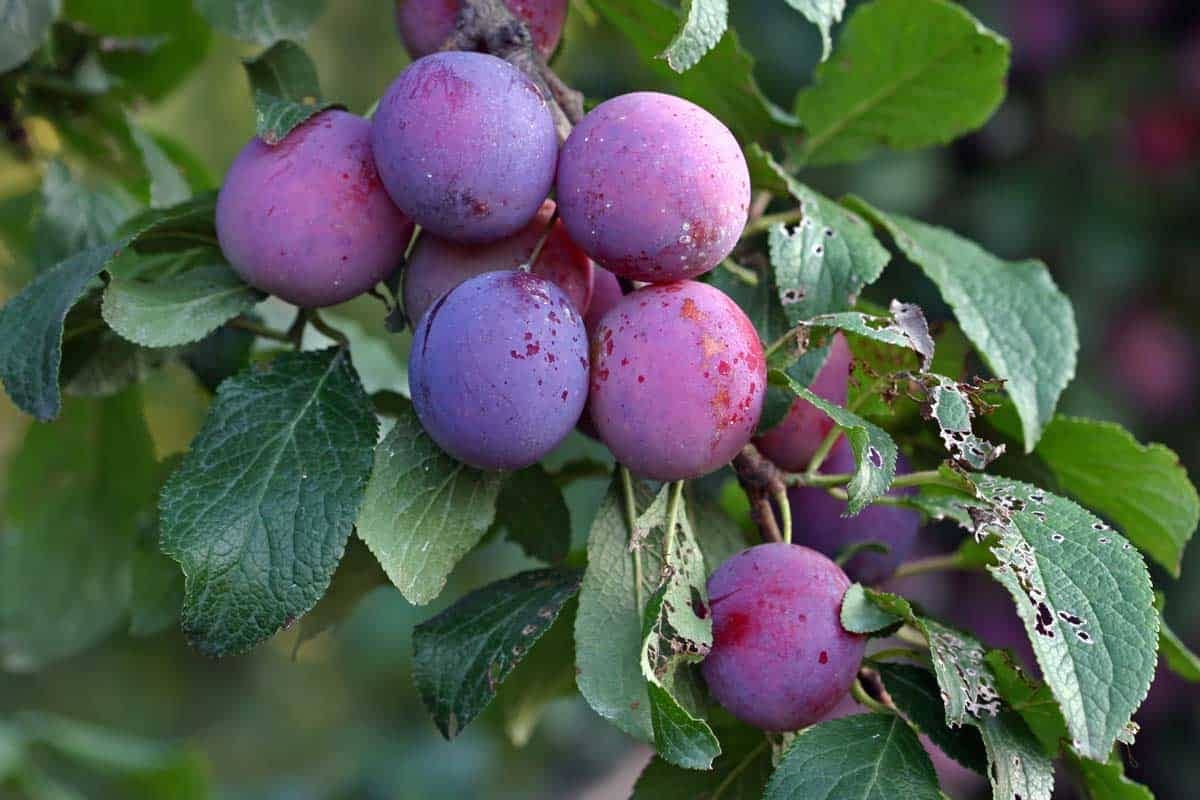 Rare Italian Plums Tree Purchase Price + Quality Test