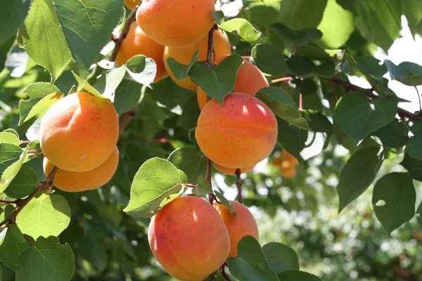 Apricot fruit Tree Price List in 2023
