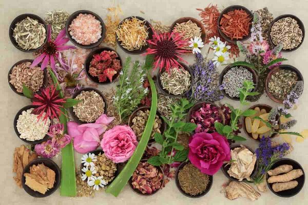 Buy and The price of all kinds of Seeds of medicinal plants