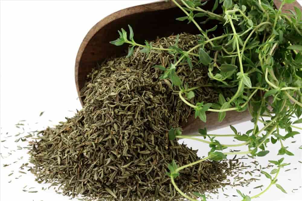 Broad Leaf Thyme Purchase Price + User Guide