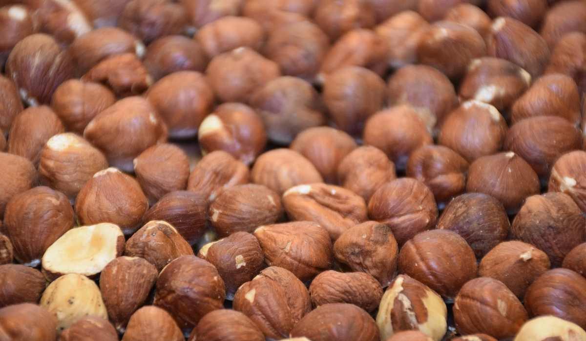hazelnut kernels fruit little treasures for you