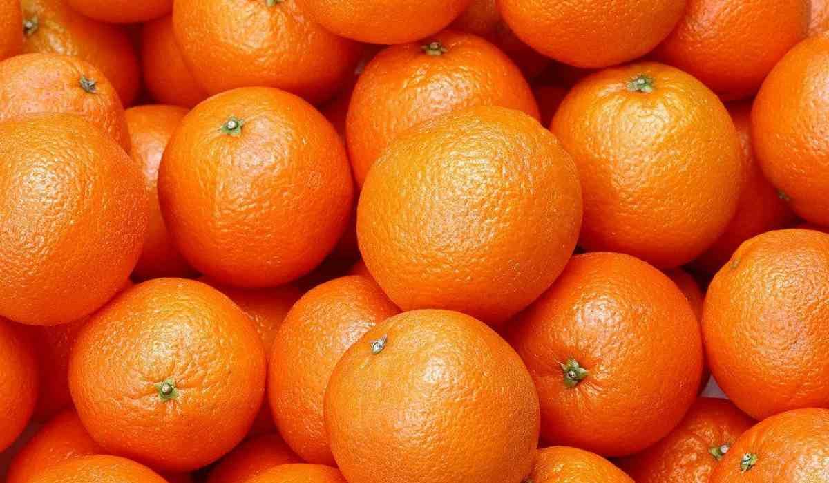 bergamot orange tree purchase price + picture