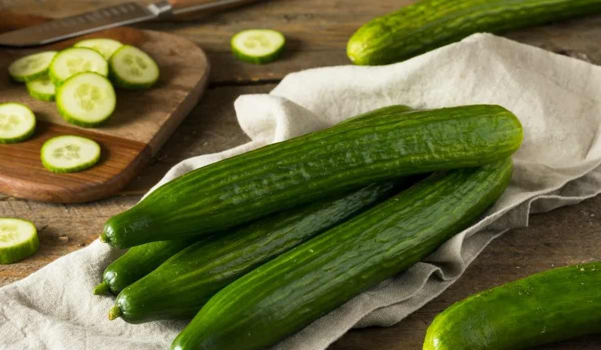 Greenhouse cucumber growing tips to have most productive crops