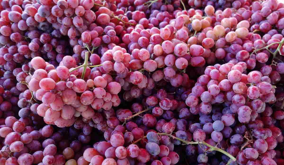 Organic pink grapes purchase price + picture