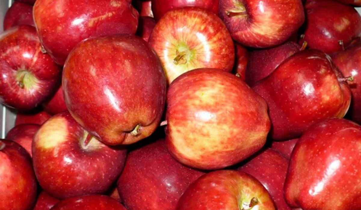Buy Apple in Washington state | Selling With reasonable prices