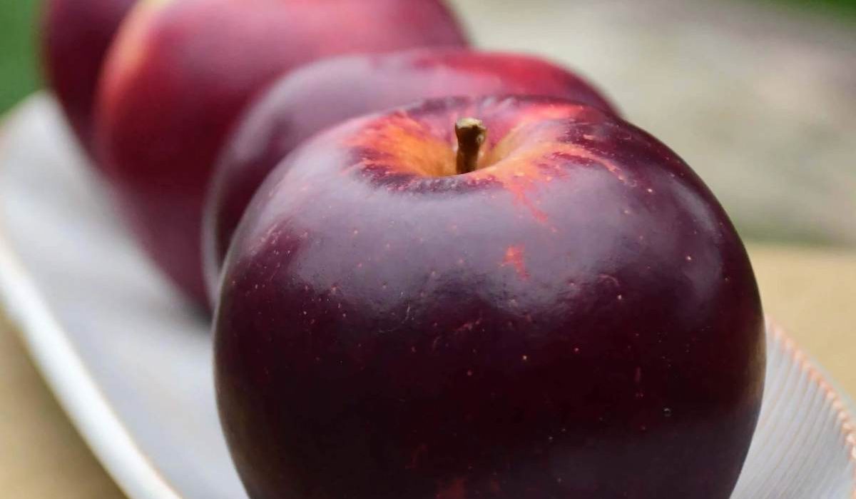 Fresh black oxford apple  | Buy at a Cheap Price