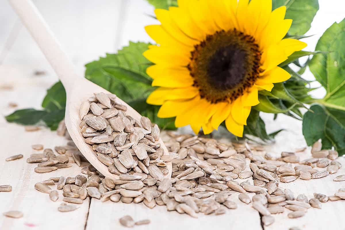 sunflower seed for hair purchase price + user manual