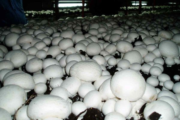 Buy and Current Sale Price of dolomite lime in mushroom