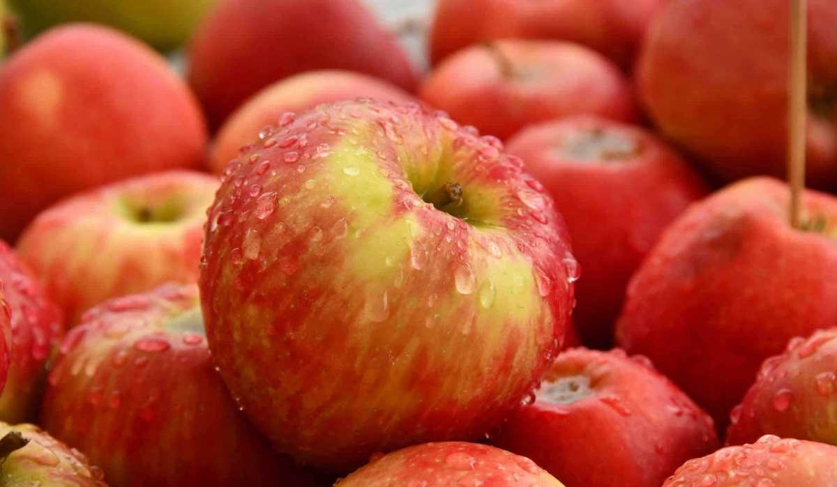 Longfield Apple Fruit Price List in 2023