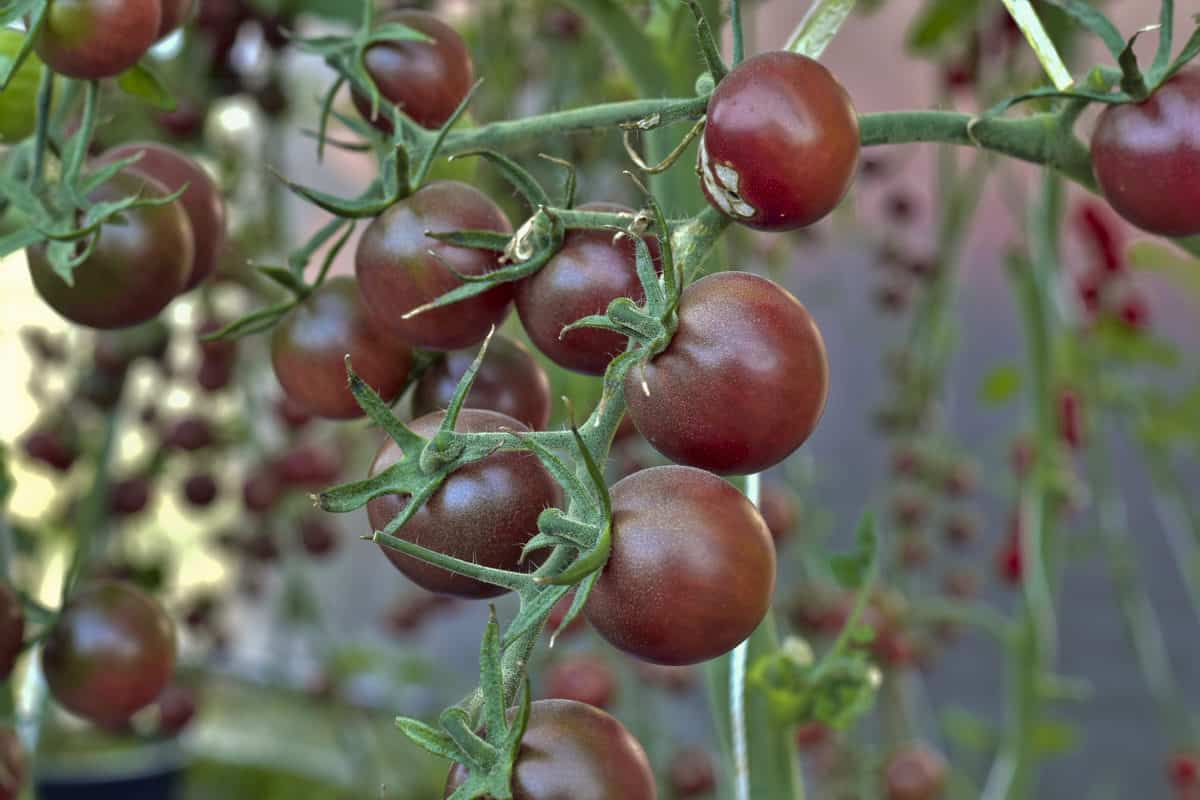 Black Cherry Tomato Fertilizer | Buy at a Cheap Price