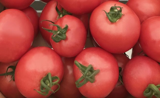 Different types of tomatoes to grow in home garden