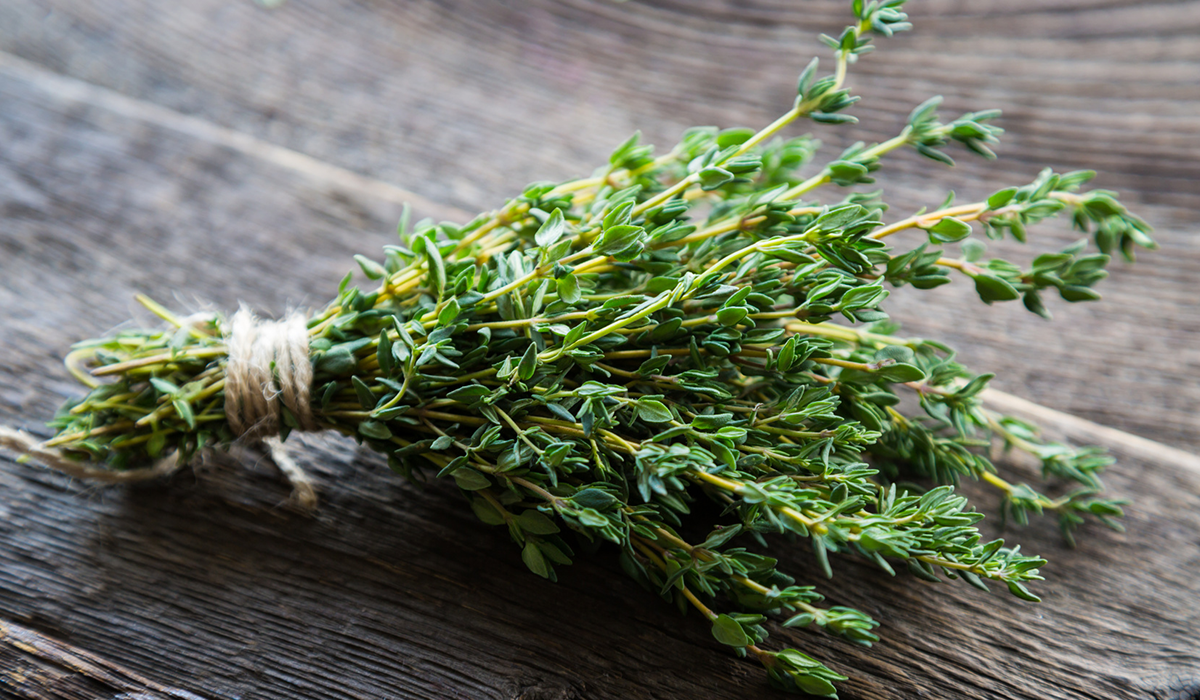 Buy all kinds of fresh thyme at the best price