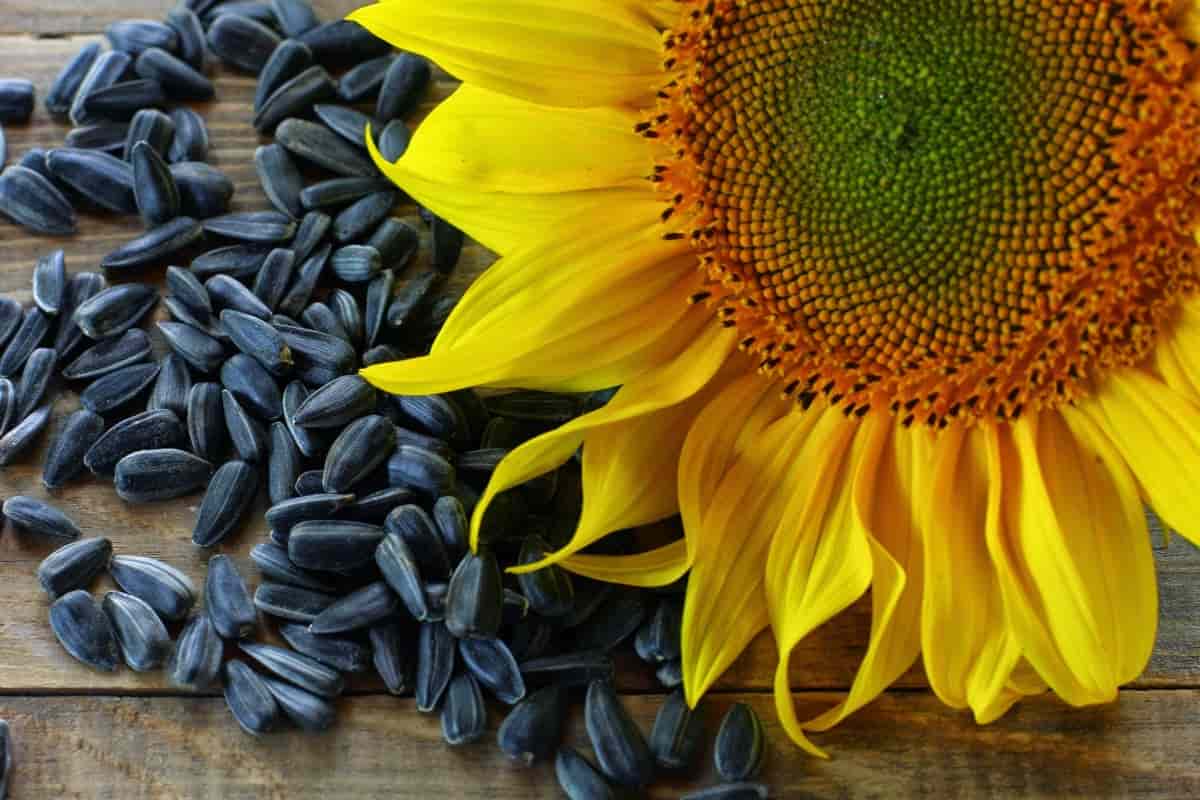 sunflower seed price  | The purchase price, usage, Uses and properties
