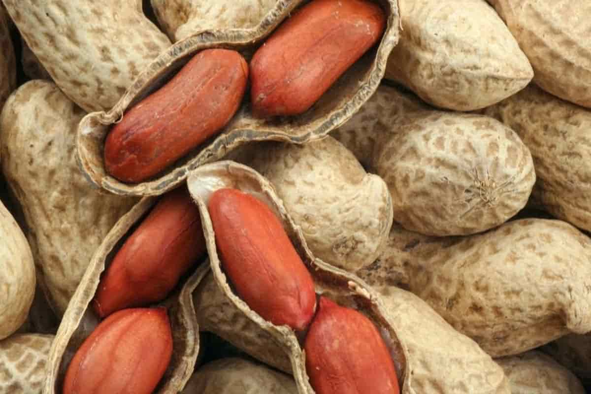 Use red skin peanuts diabetes + benefits risks