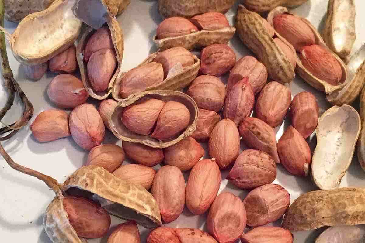 red skin peanuts for sale at low prices in bulk
