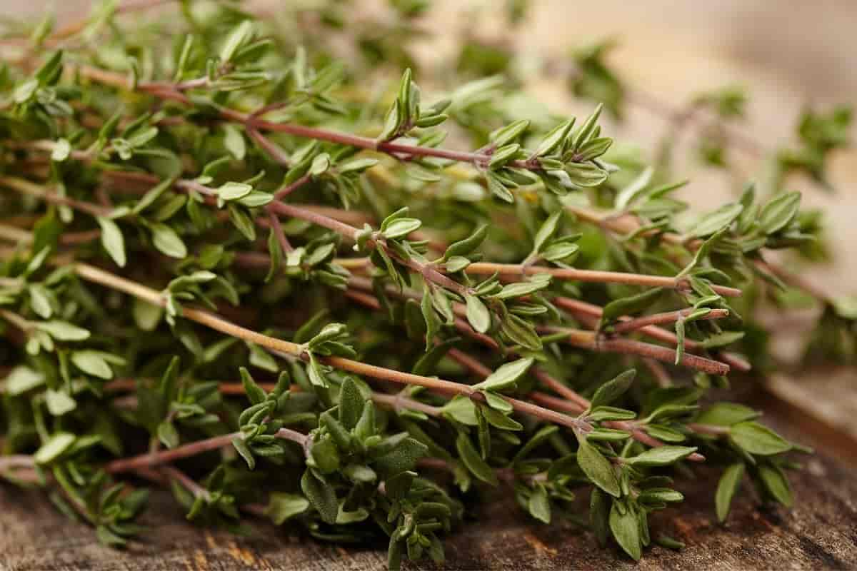 Commercial production of thyme for all seasons