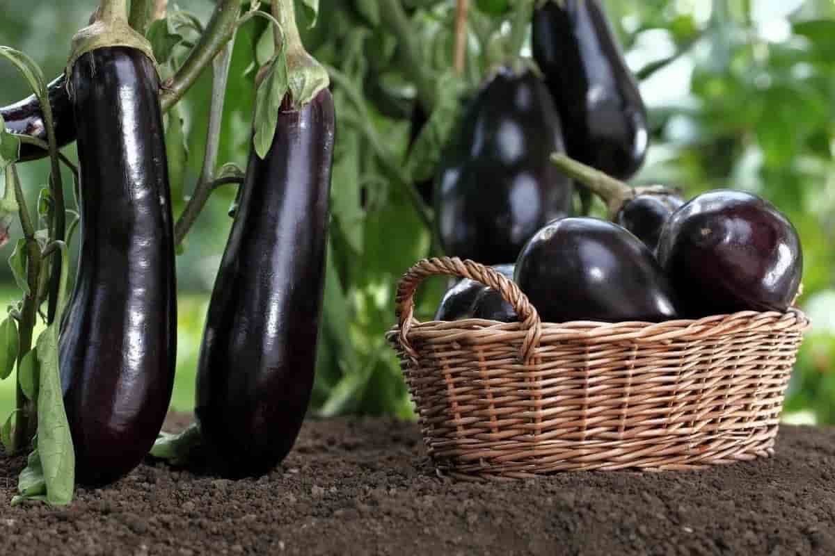 is eggplant good for your skin and hair
