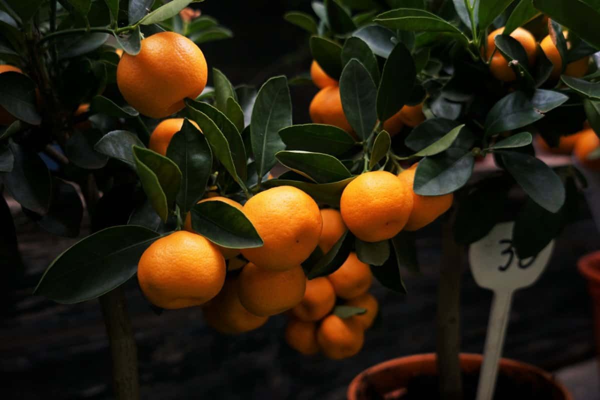 Buy Fukumoto Navel Orange Tree At an Exceptional Price