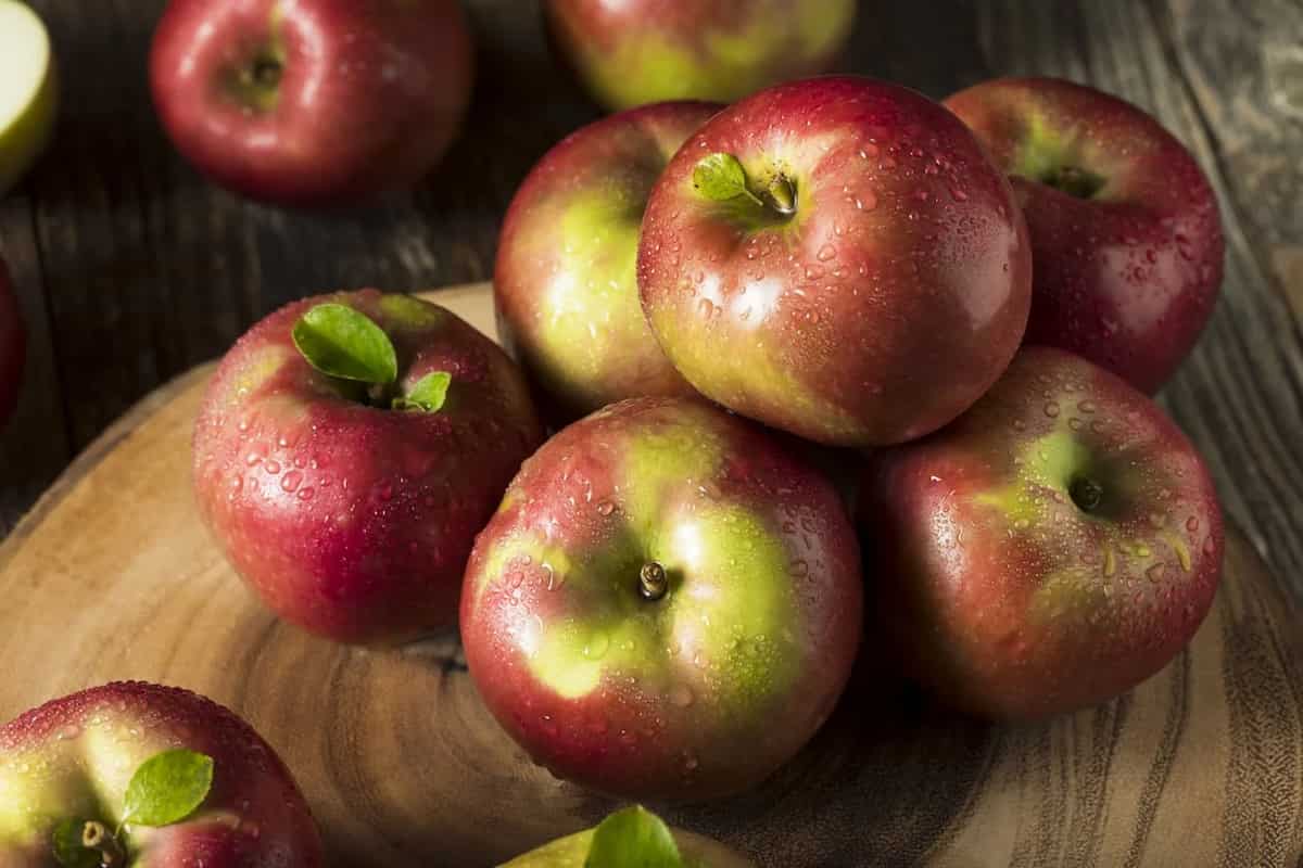 Buy McIntosh Apple Tree Types + Price