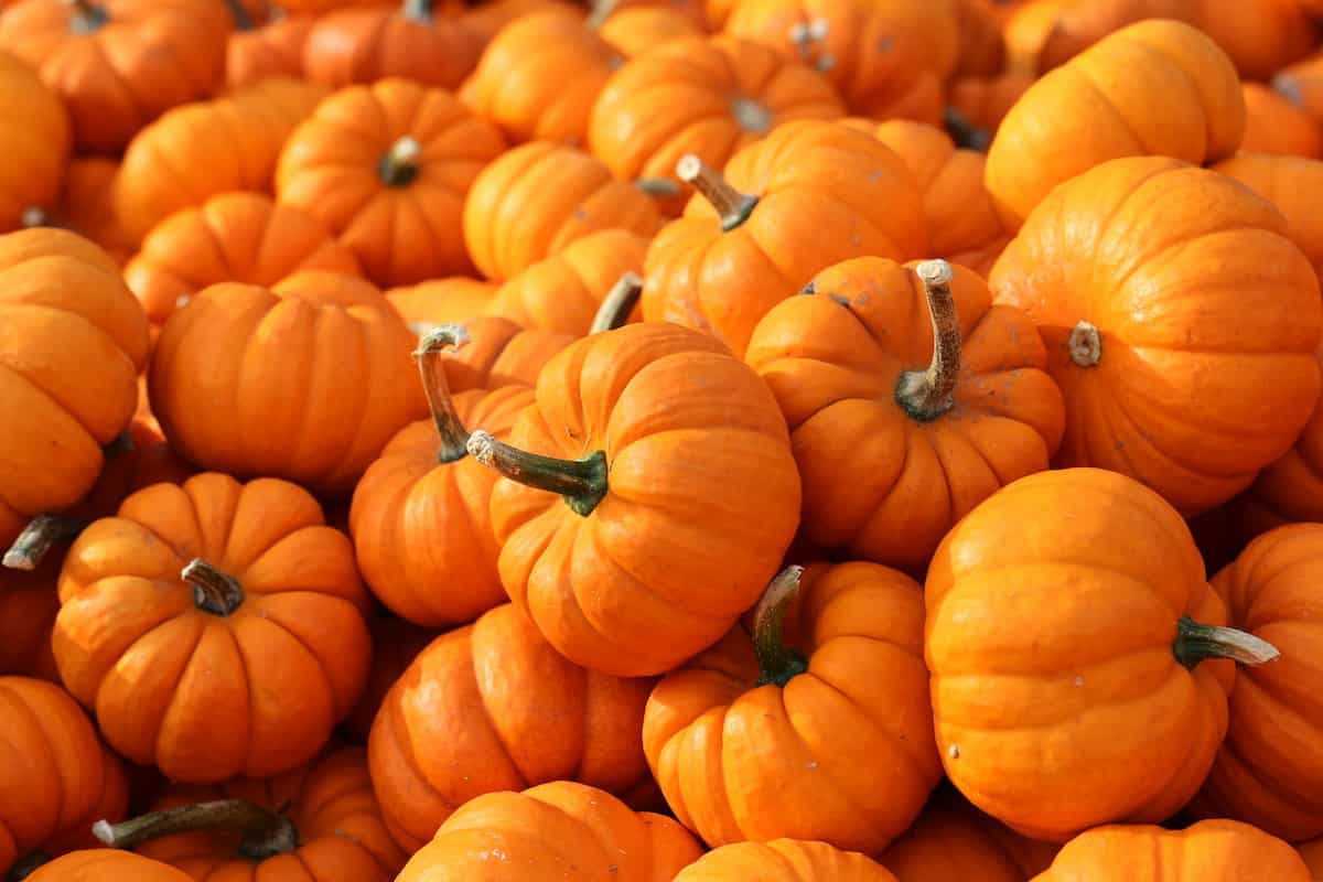 Buy The Latest Types of Pumpkin Cake At a Reasonable Price