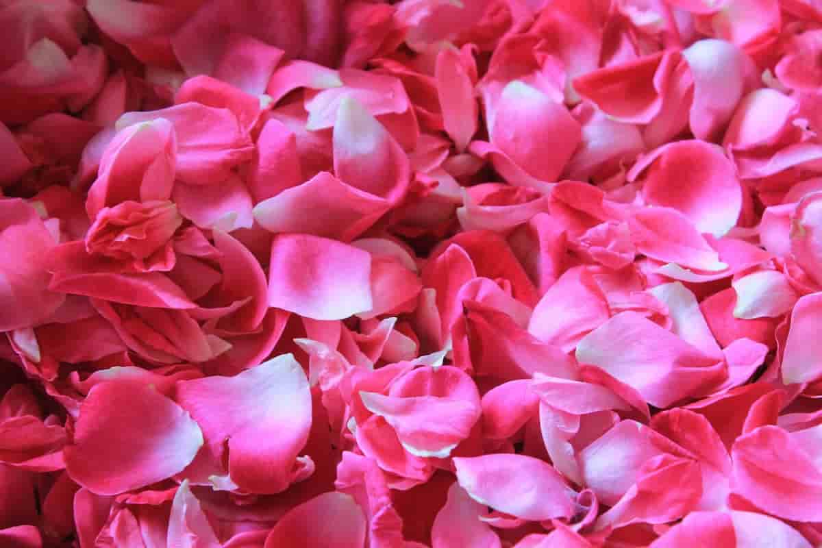 Rose petals in the bathtub benefits will blow your mind
