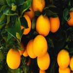 Navel Orange Plant Price
