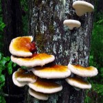 Reishi Mushroom in Usa (Ganoderma lucidum) Anti cancer Improve Immune System