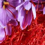 Gram Of Saffron (Crocus) Seasoning Fragrance Dye Medication Usage 2 Colors Orang Red