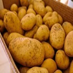Russet Potato Increase; Contain Vitamin C B6 Fiber Potassium US Native