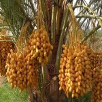 Bulk Purchase of  Barhi dates with the Best Conditions