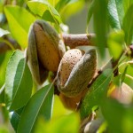 Bulk Purchase of Sweet Almond with the Best Conditions