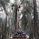 Mazafati dates from Beginning to End Bulk Purchase Prices
